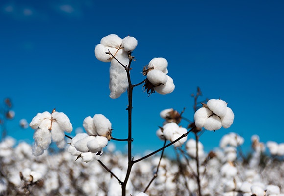 Linee guida internazionali per l’acquisto del cotone