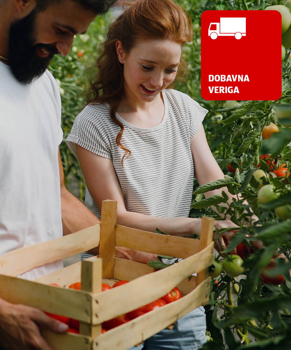 Moški in ženska obirata paradižnik