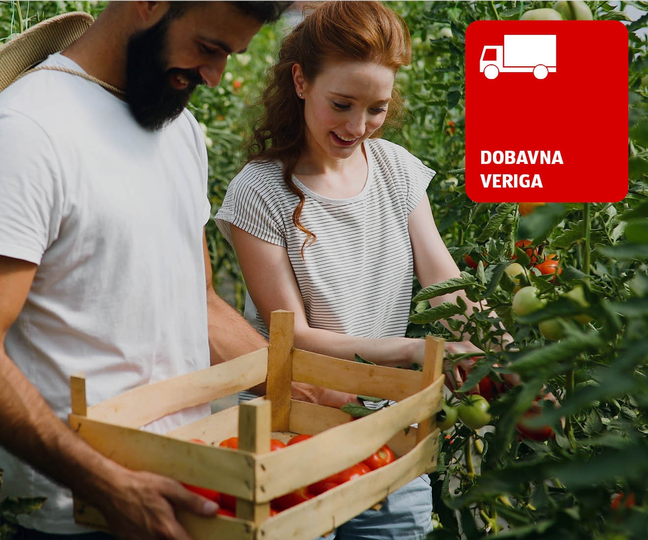 Moški in ženska obirata paradižnik