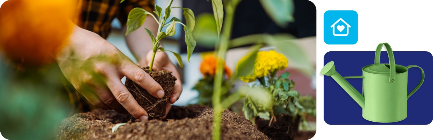 Hände pflanzen junge Gemüsepflanze in lockere Erde, im Hintergrund blühen gelbe und orange Blumen.