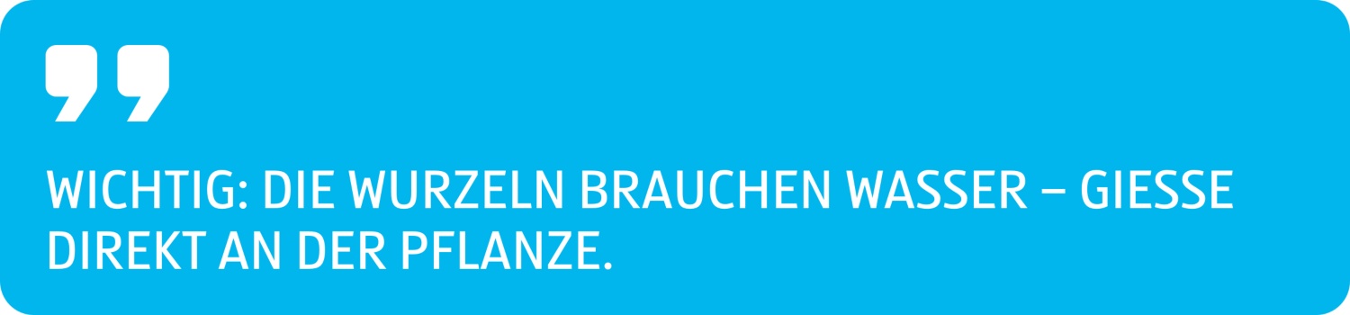 Zitat Die Wurzeln brauchen Wasser, gieße direkt an der Pflanze.