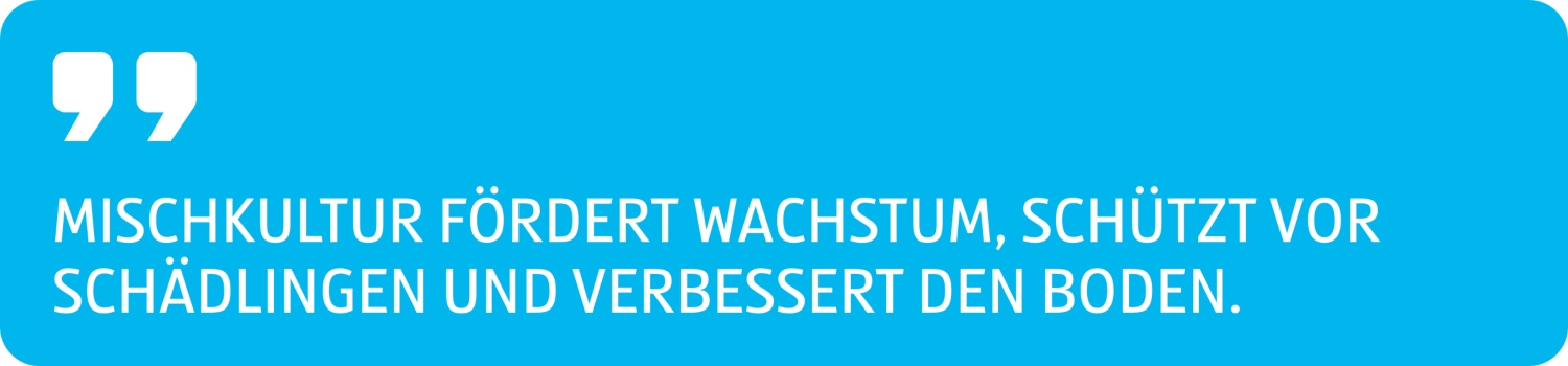 Zitat Mischkultur fördert Wachstum, schützt vor Schädlingen und verbessert den Boden.