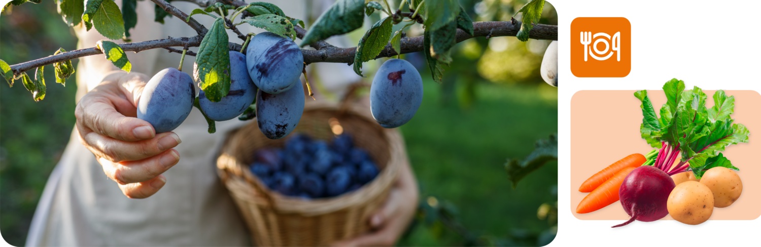 Person draußen bei der Pflaumenernte im Abendlicht.