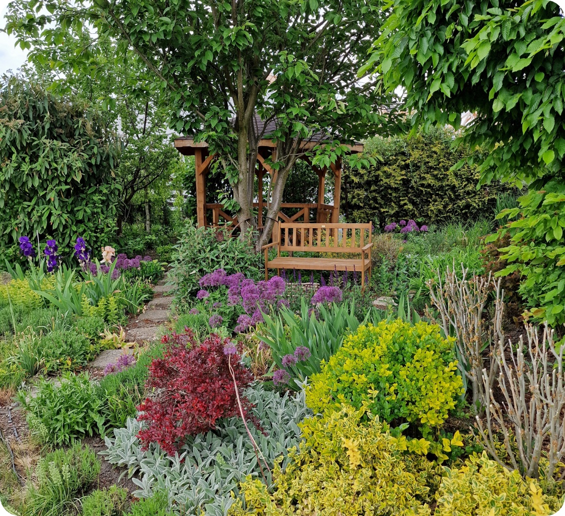 Holzbank unter Baum im blühenden Garten mit violetten Allium, grünen Sträuchern und Gartenlaube.