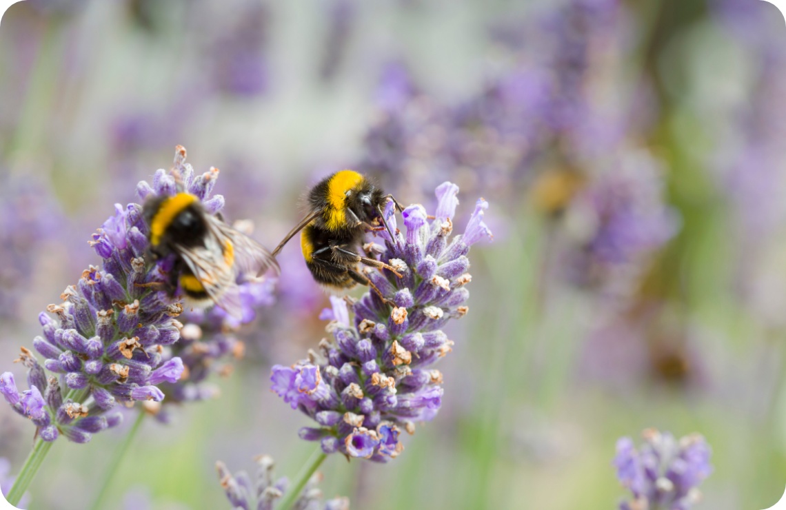 Zwei Hummeln sammeln Nektar auf blühendem Lavendel mit violetten Blüten im Sonnenlicht.