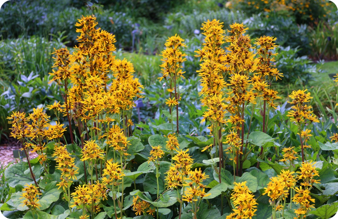 Dichte Stauden mit gelben Blütenständen ragen aus grünem Blattwerk im sommerlichen Garten hervor.