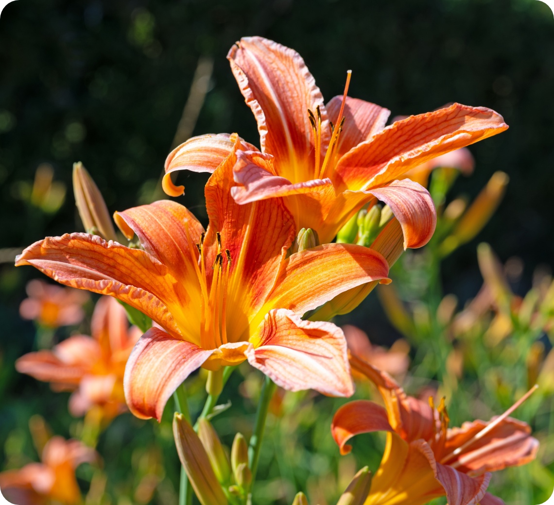 Nahaufnahme von leuchtend orangefarbenen Taglilien im Garten, umgeben von Knospen und Blättern.