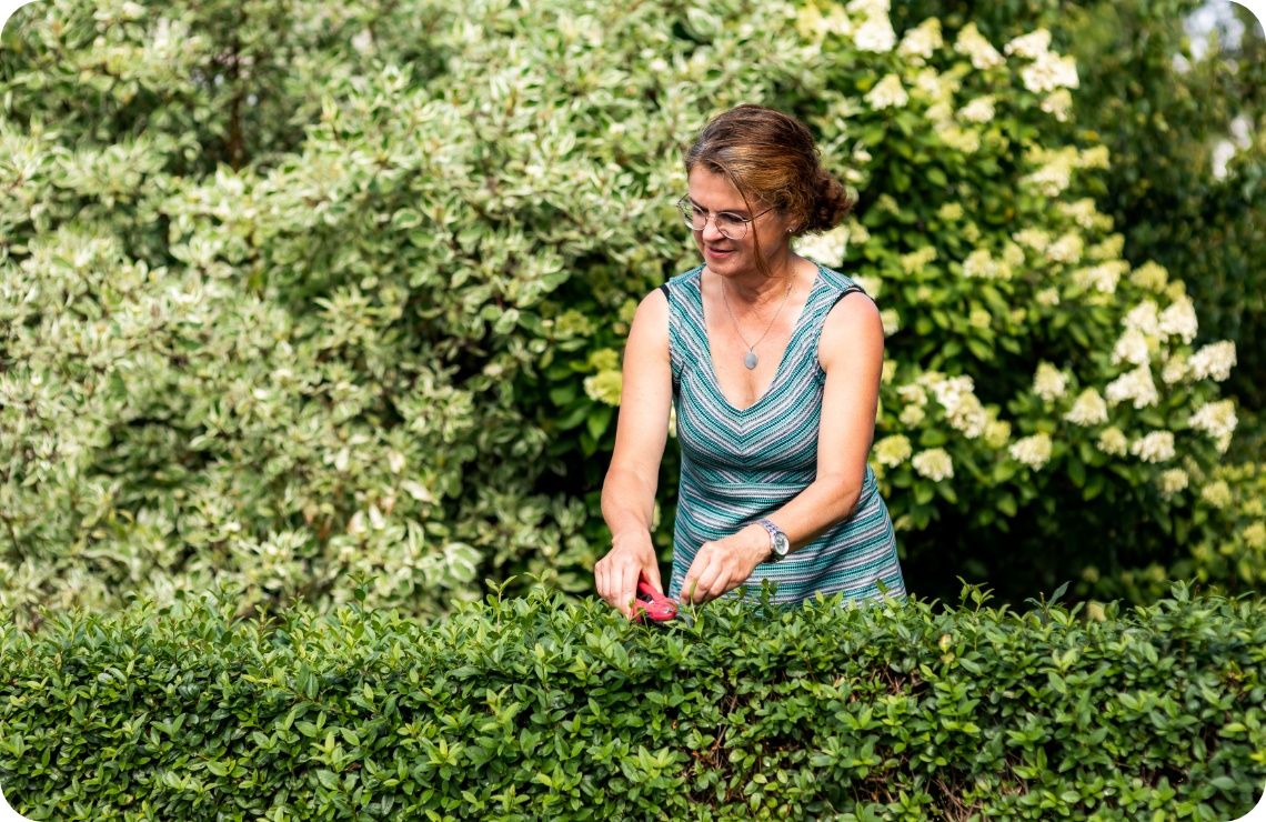 Frau mit Gartenschere schneidet grüne Hecke im sommerlichen Garten vor blühenden Sträuchern.