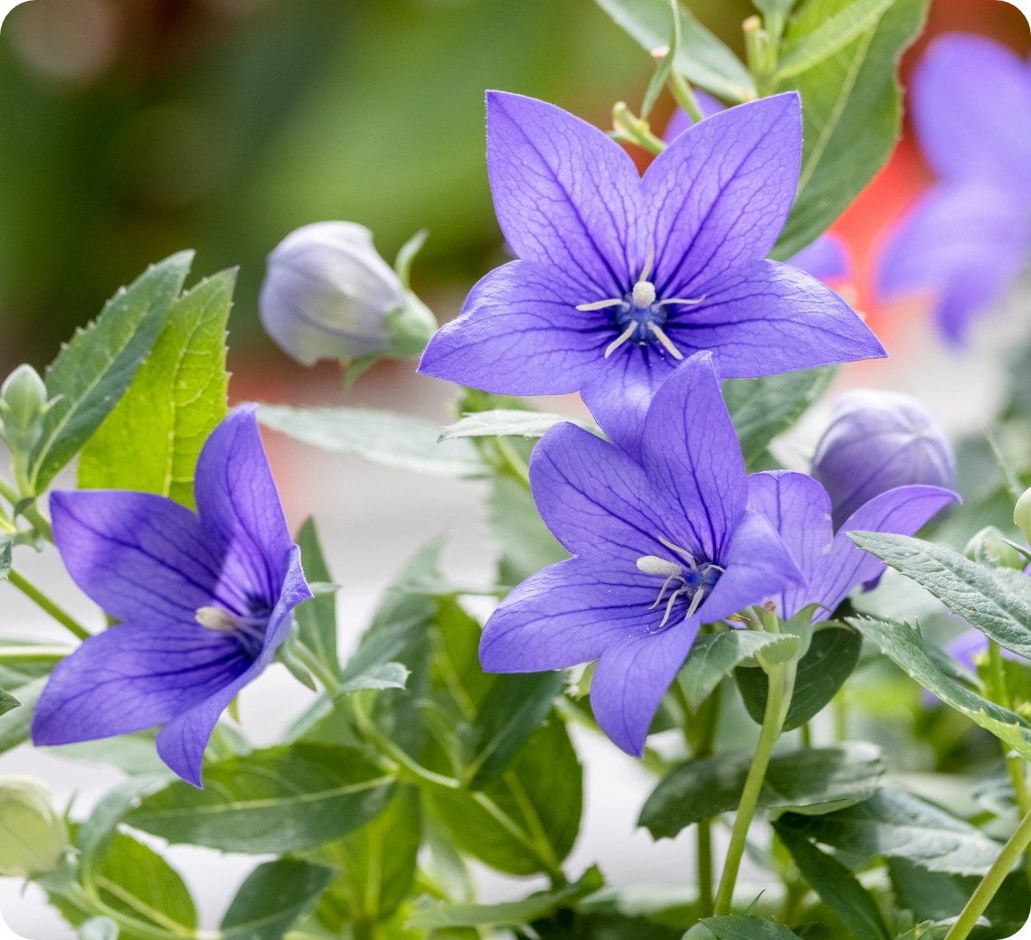 Nahaufnahme von lila Ballonblumen mit sternförmigen Blüten und grünen Blättern im Garten.