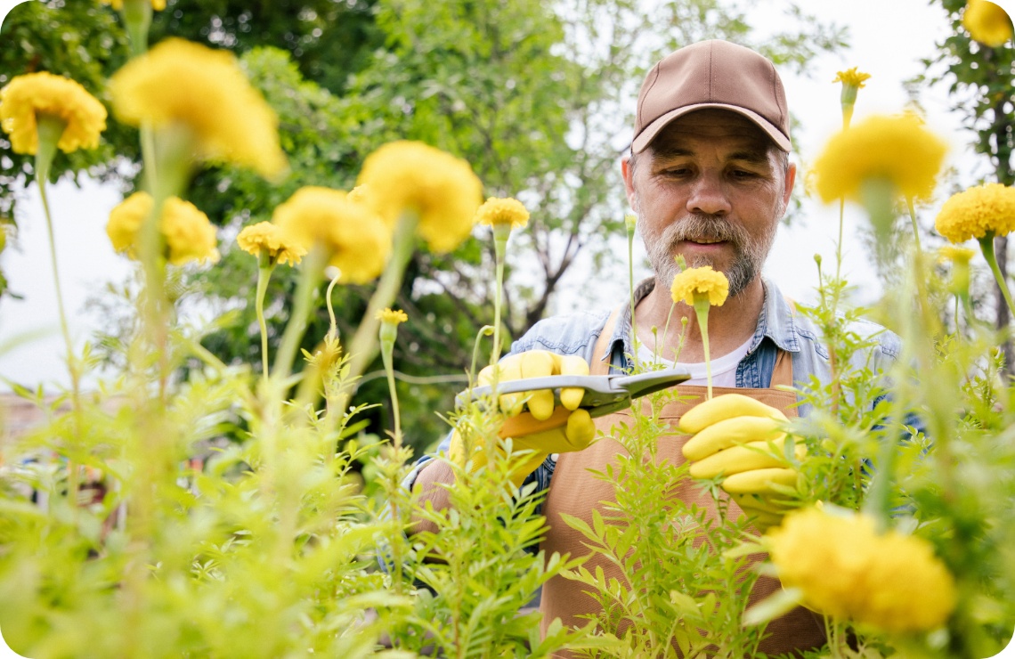Mann mit Schirmmütze und Handschuhen pflegt gelbe Blumen im blühenden Sommergarten.