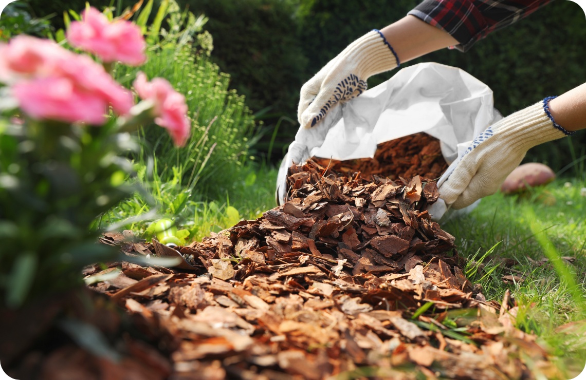 Rindenmulch wird im Garten auf Beeterde ausgestreut, umgeben von grüner Vegetation und Blüten.