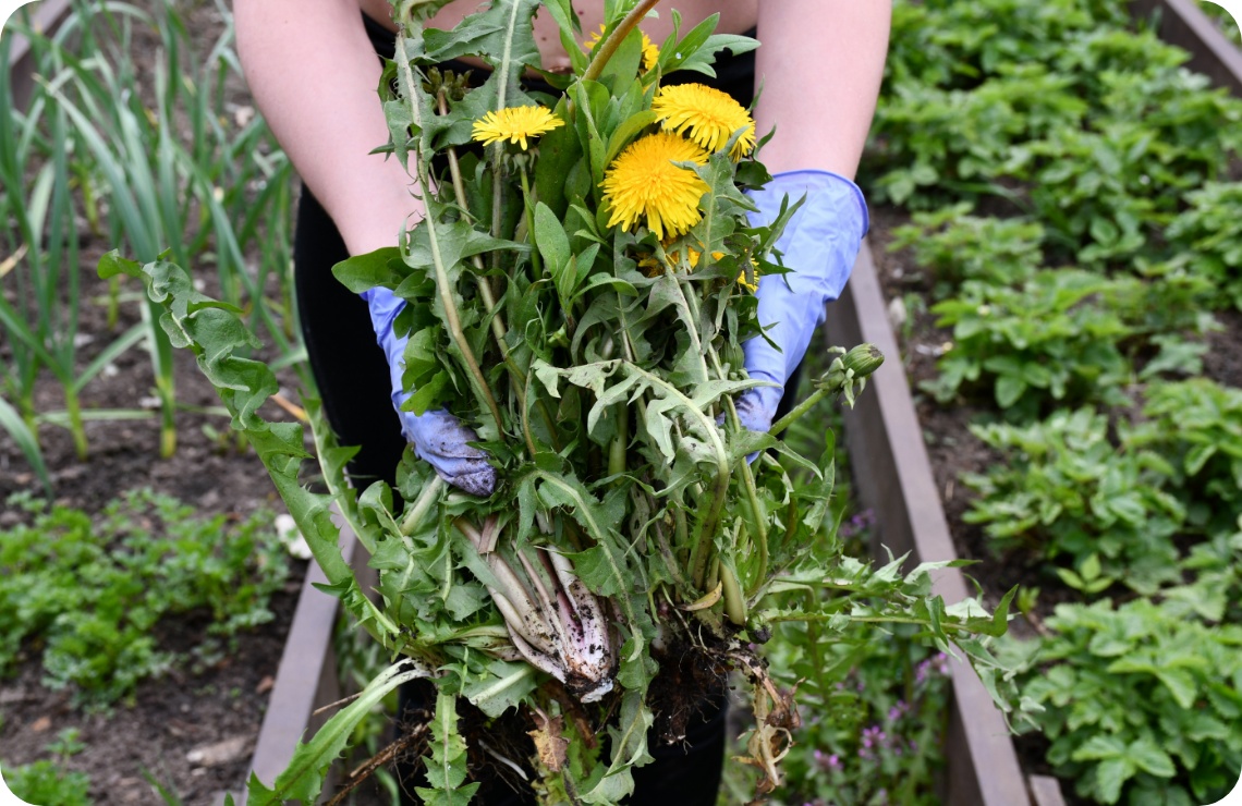 Person mit blauen Handschuhen entfernt Löwenzahn mit Wurzel aus Gemüsebeet im Garten.