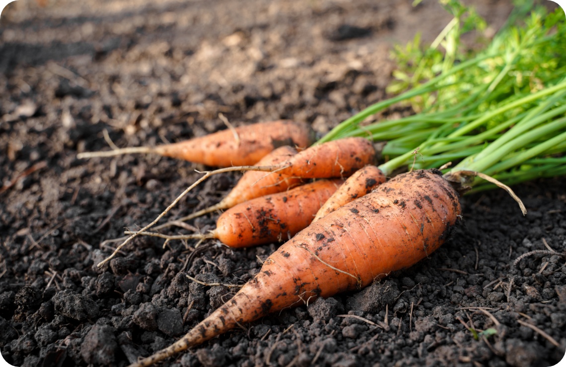 Frisch geerntete Möhren mit Erde an den Wurzeln liegen auf dunklem Gartenboden.