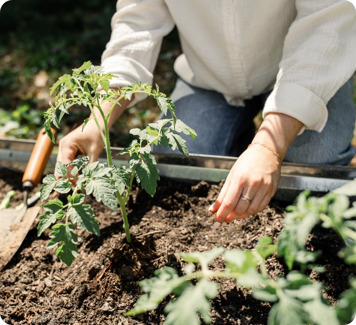 Frau pflanzt Tomatensetzling in Hochbeet mit lockerer Erde bei sonnigem Wetter.