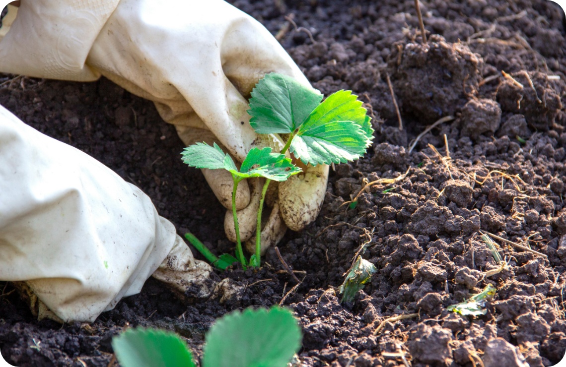 Erdbeerpflänzchen wird vorsichtig in vorbereiteten Gartenboden eingesetzt, umgeben von Erde.
