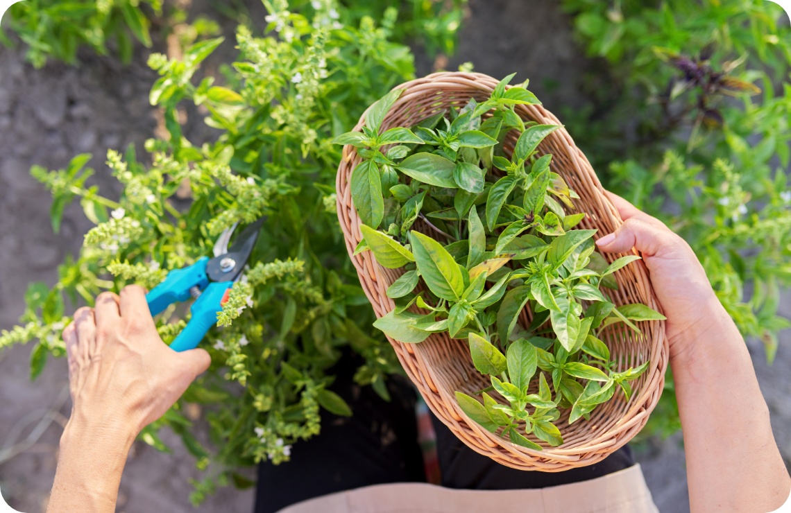Frisch geernteter Basilikum in Korb, während Person mit Schere Kräuter im Garten schneidet.