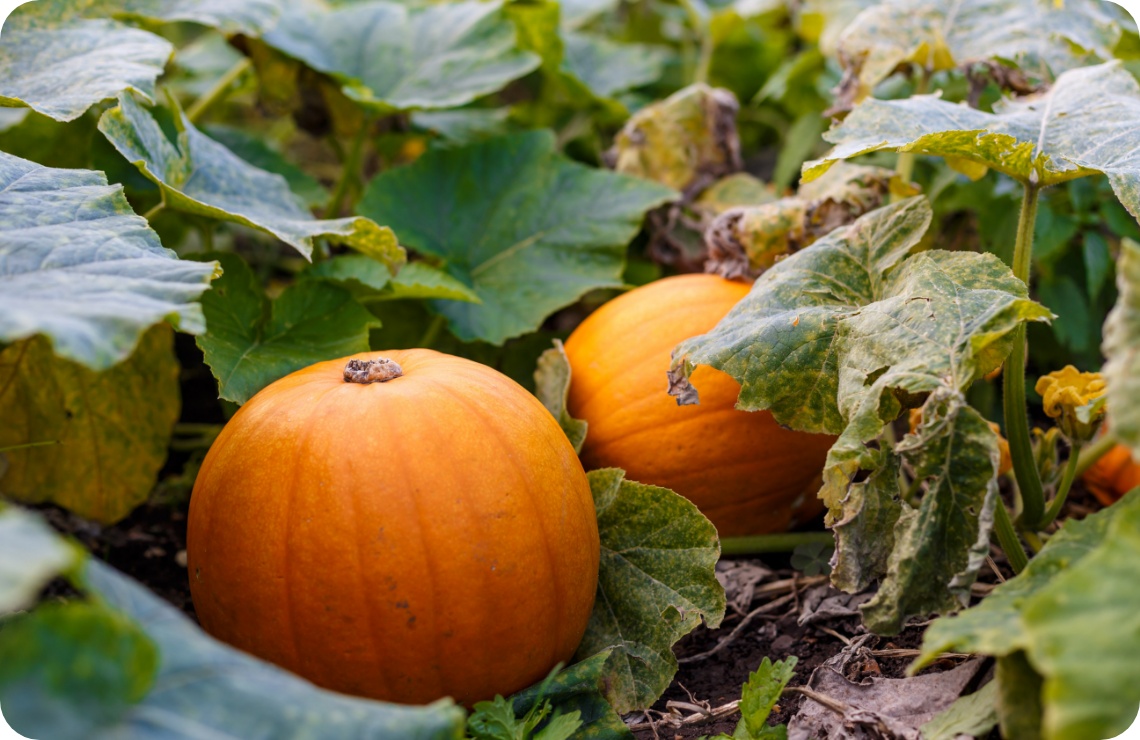 Reife orangefarbene Kürbisse liegen zwischen großblätrigem Laub auf dem Gartenboden.