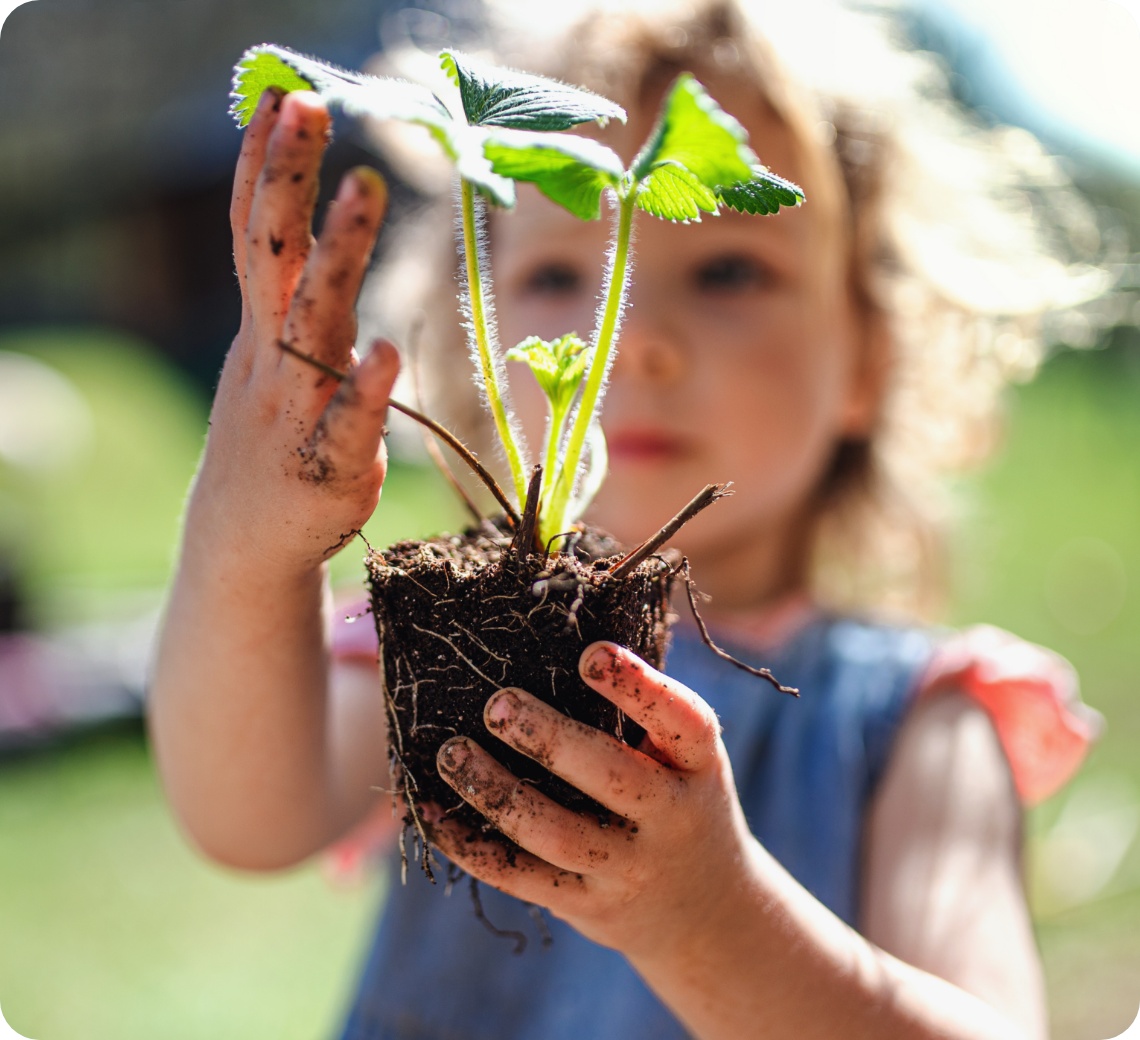 Kind hält junge Erdbeerpflanze mit Wurzelballen in schmutzigen Händen im Gartenlicht.