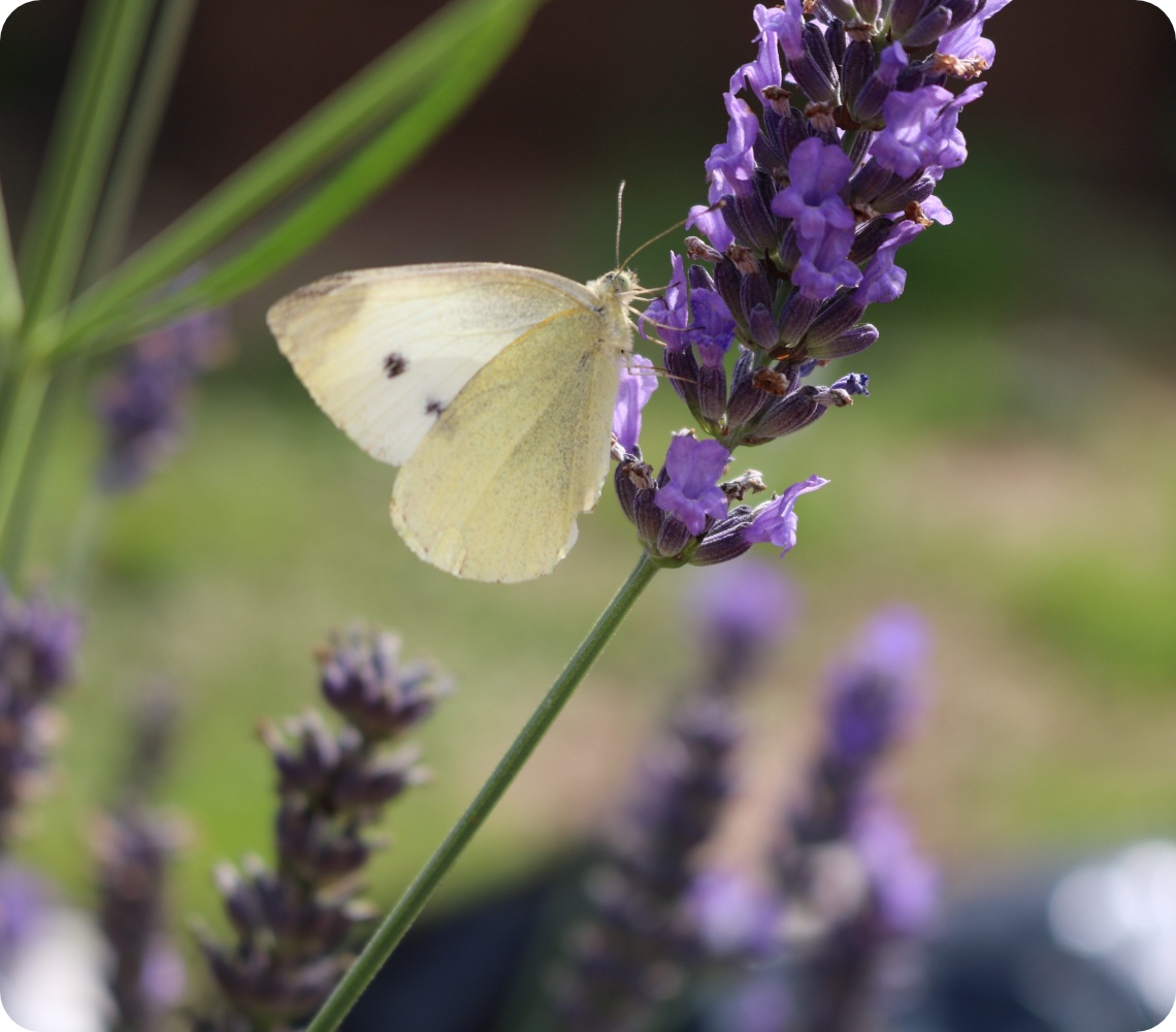 Weißer Schmetterling sitzt auf violettem Lavendelblütenstand, unscharfer grüner Gartenhintergrund.
