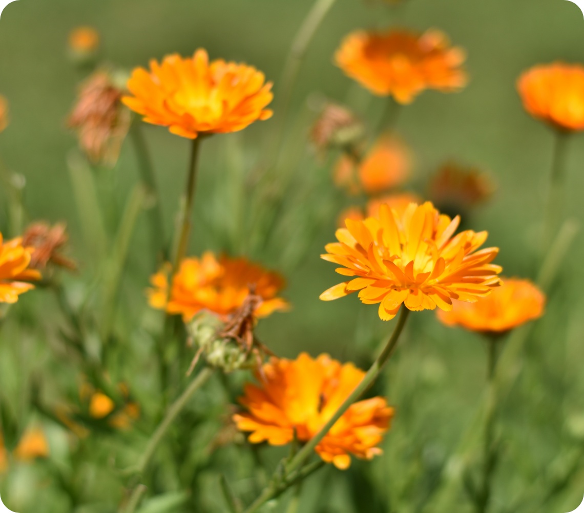 Blühende orangefarbene Ringelblumen auf Wiese, unscharfer Hintergrund mit sattem Grün.