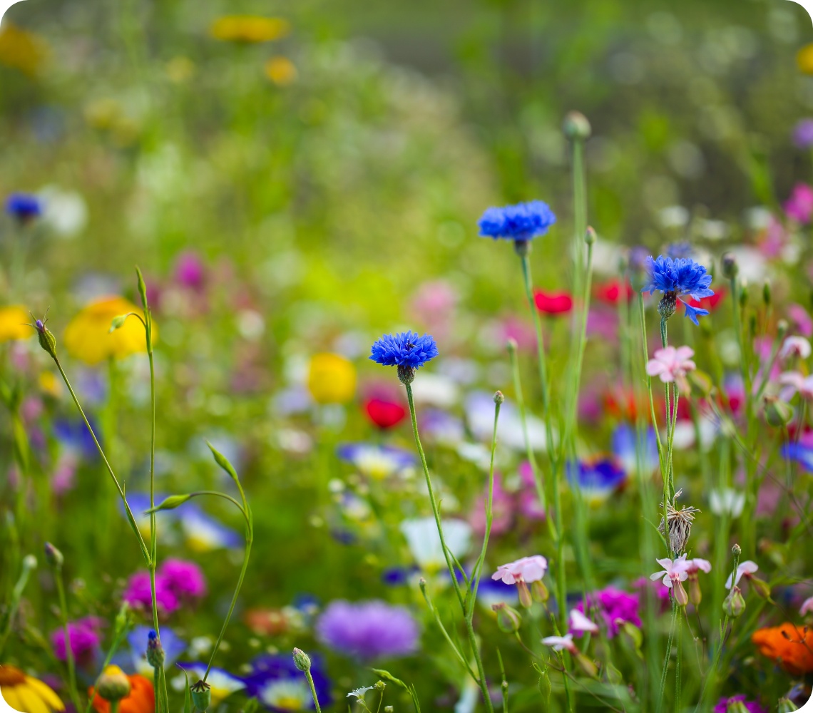 Bunte Blumenwiese mit blauen Kornblumen, pinken, gelben und weißen Blüten in sommerlicher Naturkulisse.