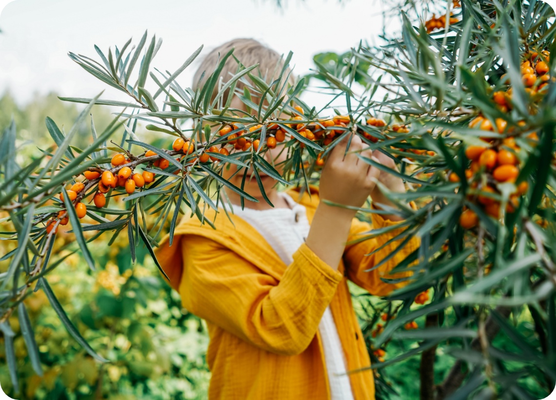 Kind in gelber Jacke erntet orange Sanddornbeeren von buschigem Strauch im sommerlichen Garten.