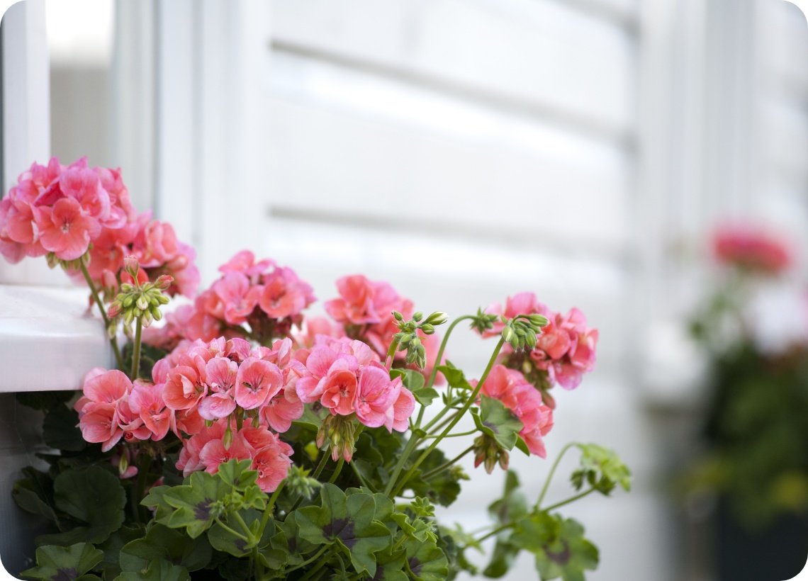 Üppige rosa Geranien blühen in einem Blumenkasten am weißen Fensterrahmen eines Hauses.