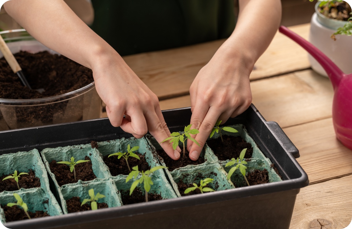 Person pflanzt junge Tomatensetzlinge in biologisch abbaubare Anzuchttöpfe.