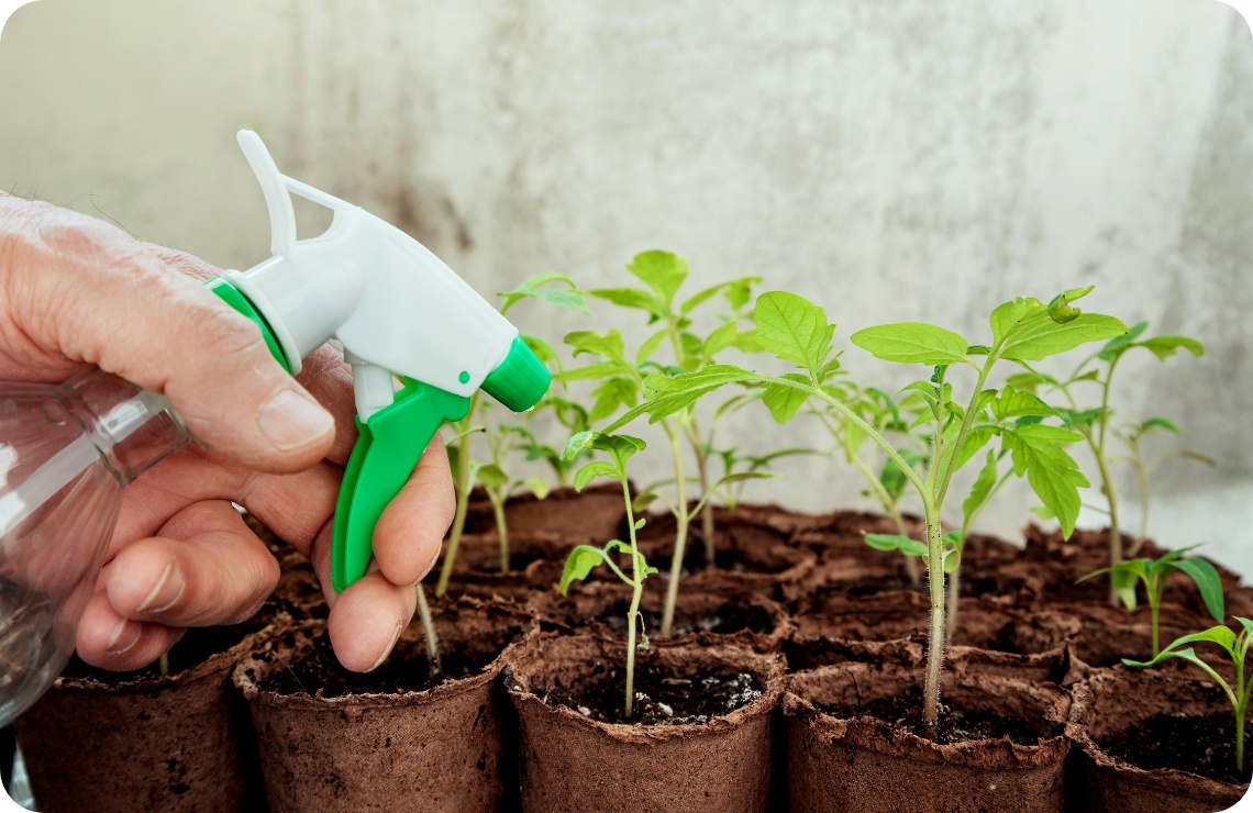 Person besprüht junge Tomatensetzlinge in biologisch abbaubaren Töpfen mit Wasser.