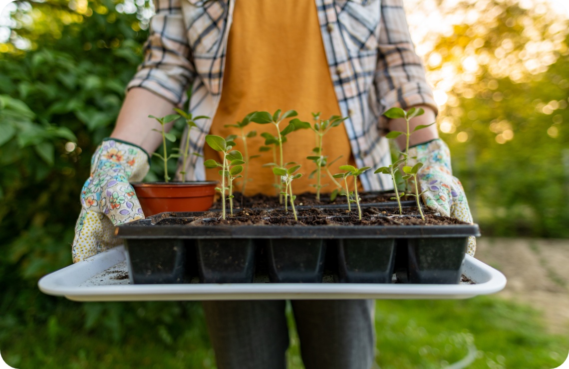 Person mit Gartenhandschuhen trägt ein Tablett mit jungen Pflanzensetzlingen ins Freie.