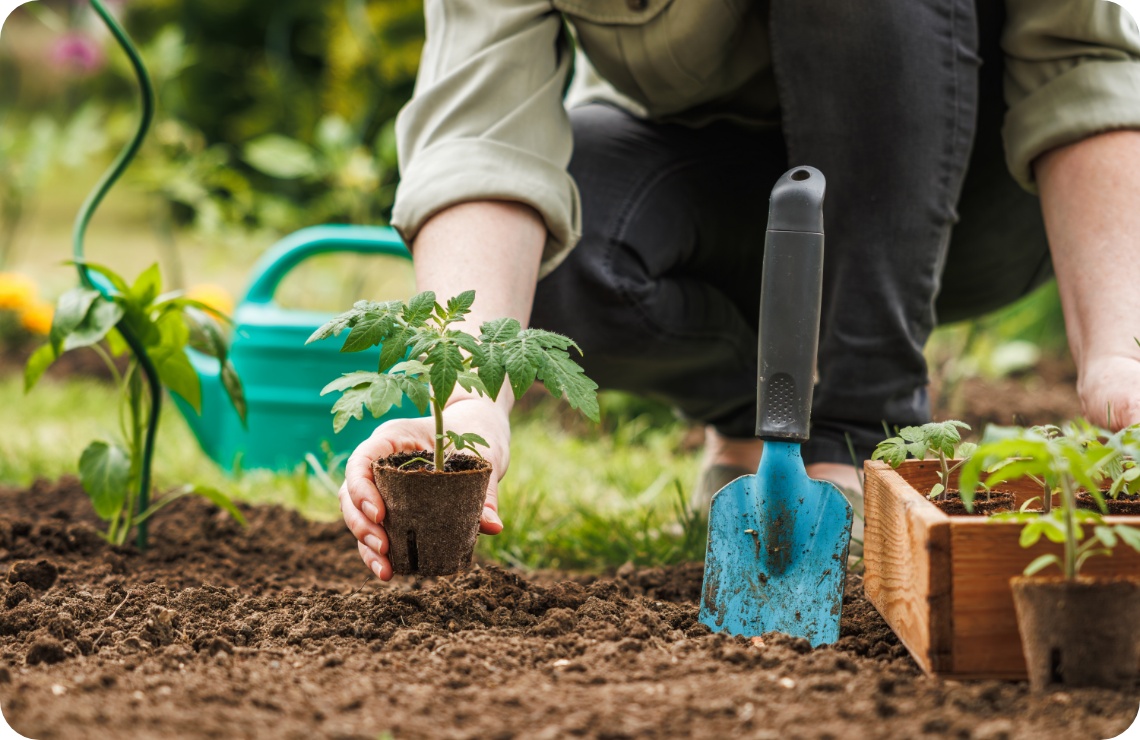 Person pflanzt einen Tomatensetzling in die Erde. Eine Gießkanne und eine Gartenschaufel liegen daneben.