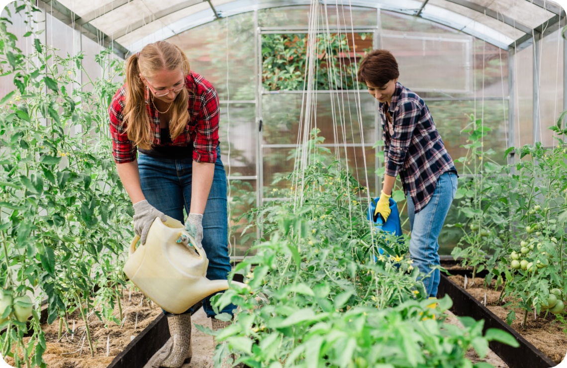 Zwei Frauen gießen Tomatenpflanzen in einem Gewächshaus.