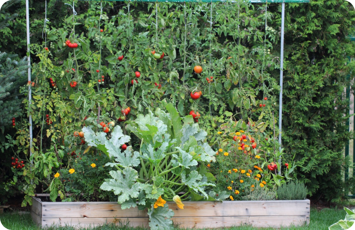 Üppiges Hochbeet mit Tomaten, Zucchini und Blühpflanzen im Garten.