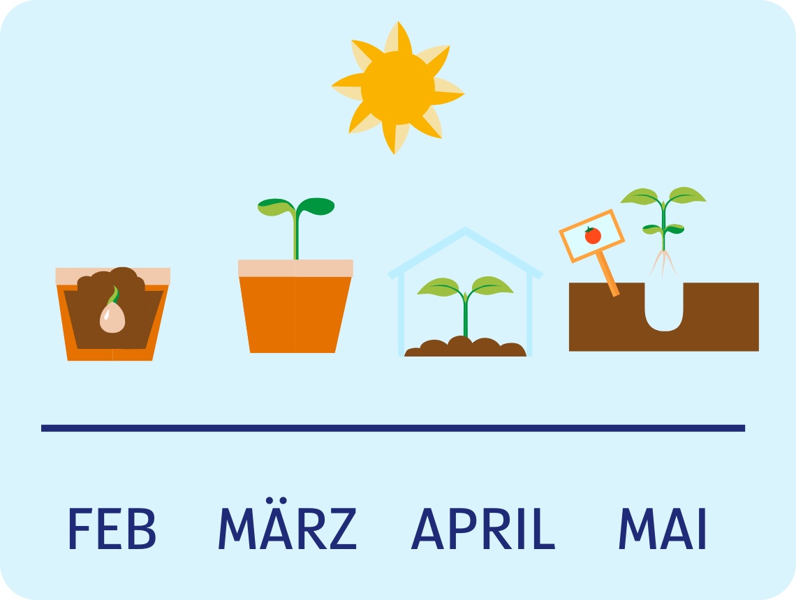 Diagramm zum Tomatenanbau mit Wachstumsphasen von Februar bis Mai. Aussaat, Keimung, Anzucht im Gewächshaus, Auspflanzen.
