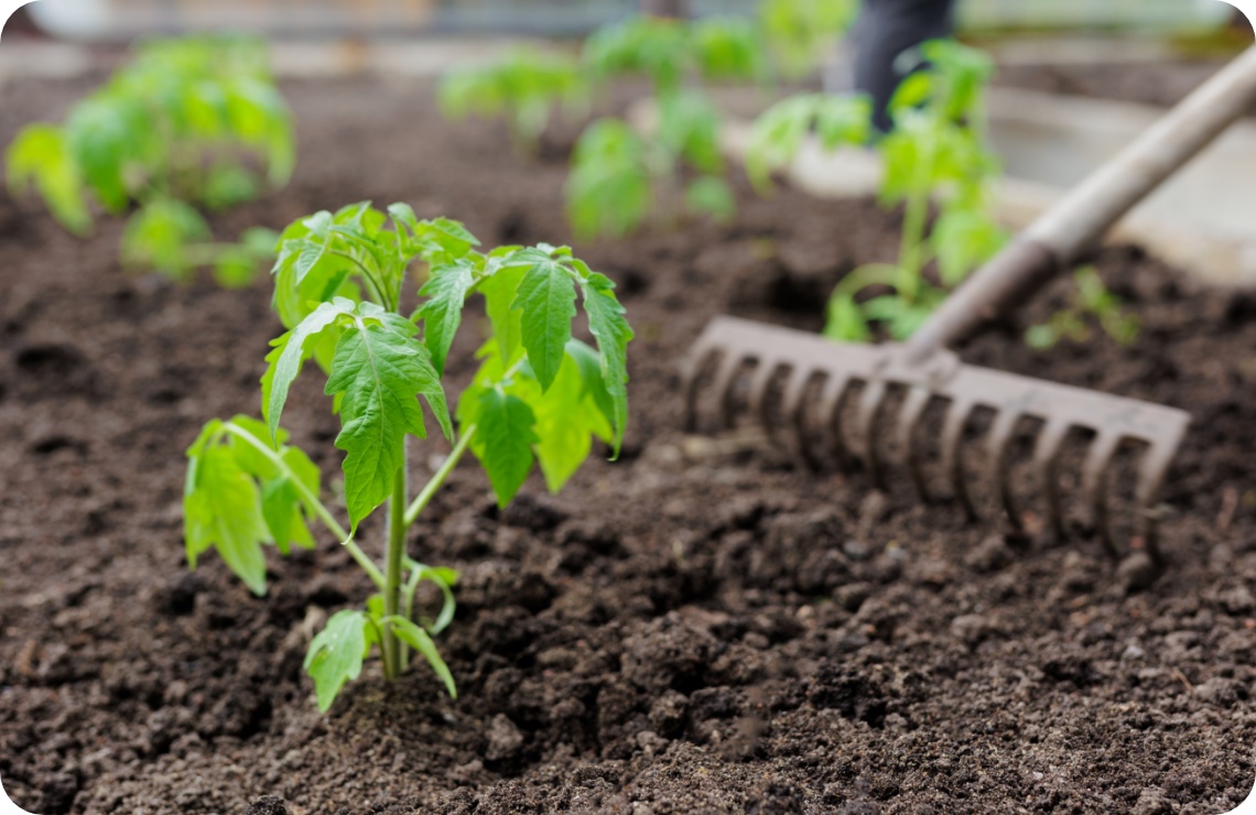 Frisch gepflanzte Tomatensetzlinge in lockerer Erde, eine Harke liegt daneben.