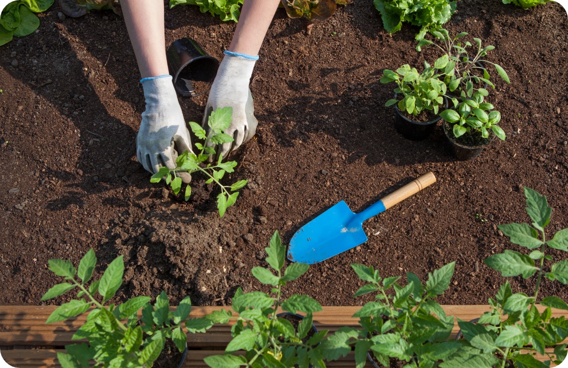Person mit Handschuhen pflanzt einen Tomatensetzling ins Beet.