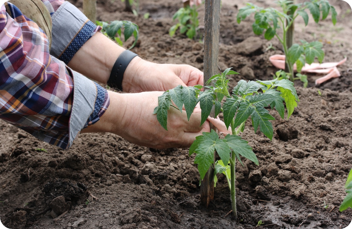 Person bindet ein junges Tomatenpflänzchen an einen Holzstab zur Stabilisierung.