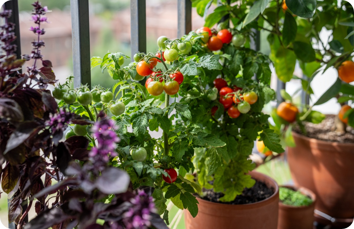 Tomatenpflanze mit roten und grünen Früchten wächst in einem Blumentopf auf einem Balkon.