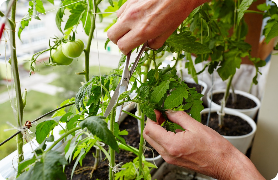 Person schneidet mit einer Schere die Blätter einer Tomatenpflanze zurück.