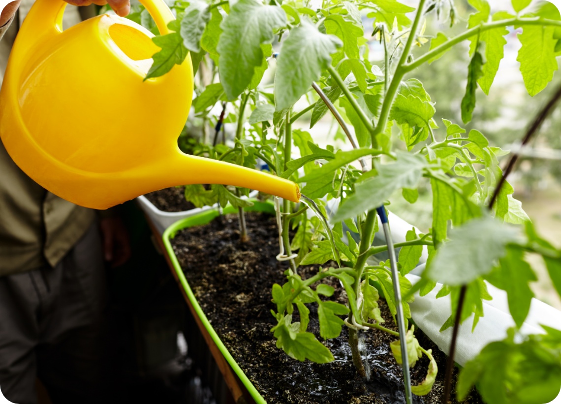 Person gießt Tomatenpflanzen mit einer gelben Gießkanne in einem Balkonkasten.