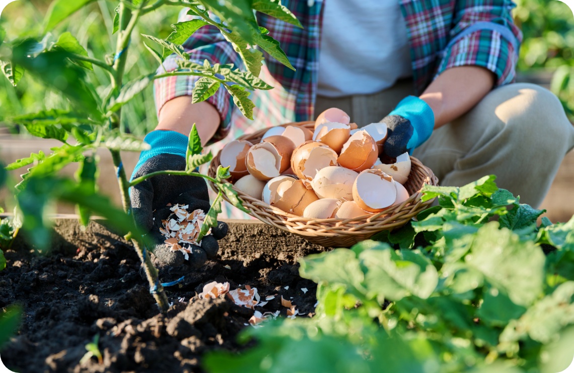 Person düngt Tomatenpflanzen in einem Beet mit zerbrochenen Eierschalen.