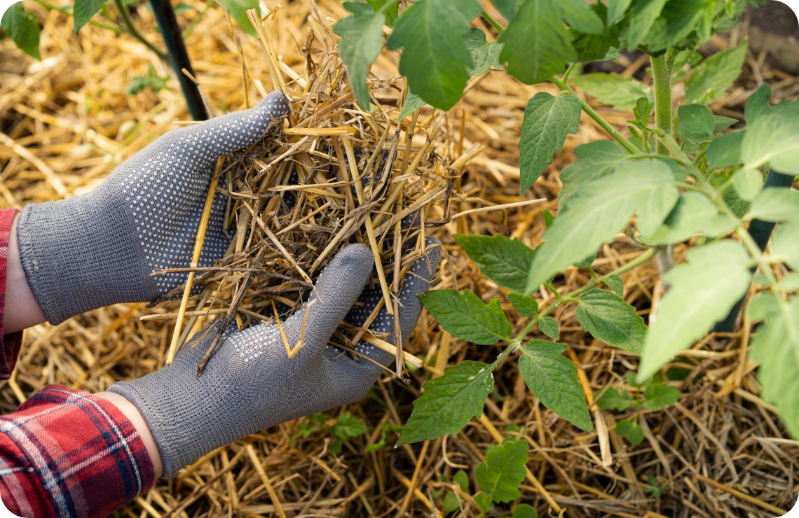 Person mulcht eine Tomatenpflanze mit Stroh, um Feuchtigkeit zu speichern und Unkraut zu reduzieren.