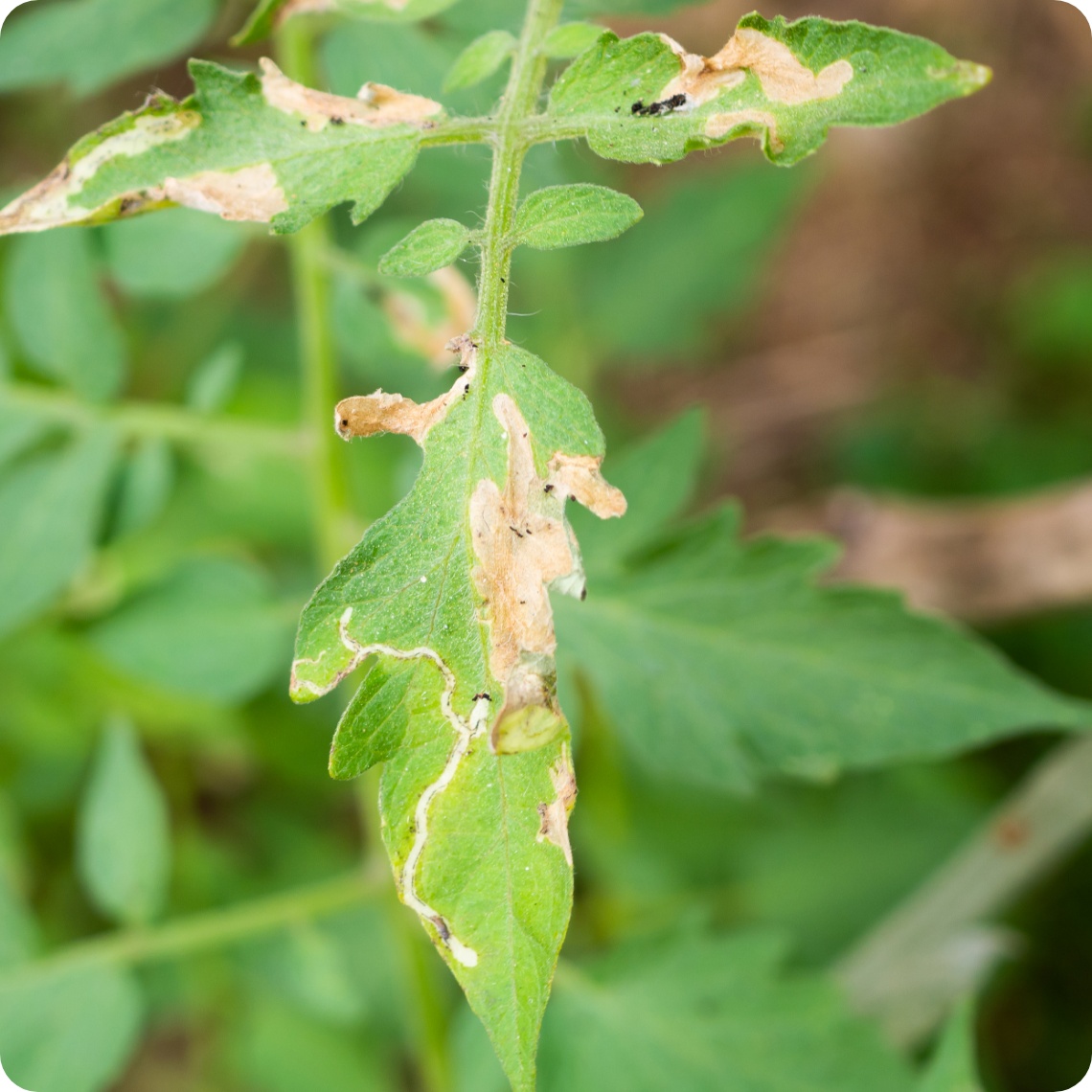 Tomatenblatt mit Fraßspuren und Miniergängen, verursacht durch Schädlinge.