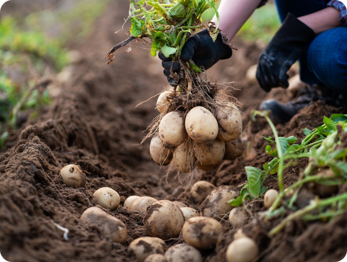 Person erntet frische Kartoffeln von einem Feld.