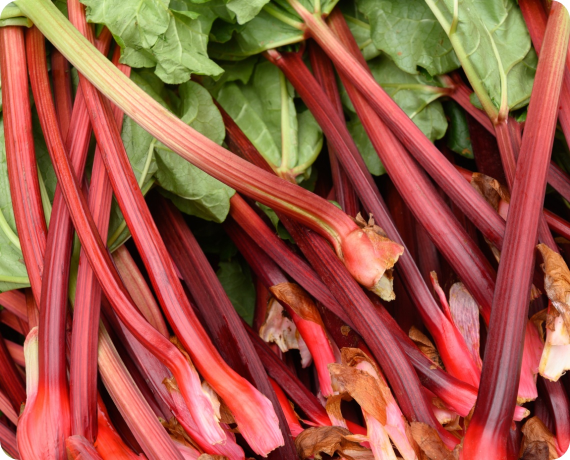 Knackige rote Rhabarberstangen.