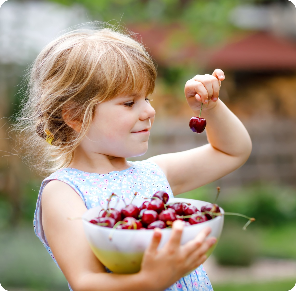 Kleines Mädchen hält eine große Schüssel mit frisch gepflückten Kirschen und eine einzelne Kirsche in der Hand, die sie betrachtet.