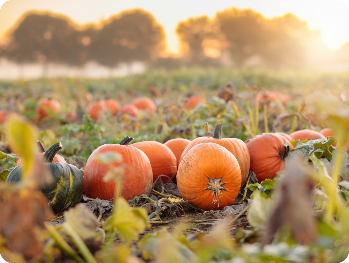 Ein Feld im Abendlicht mit gut gewachsenen orange farbenen Kürbissen.