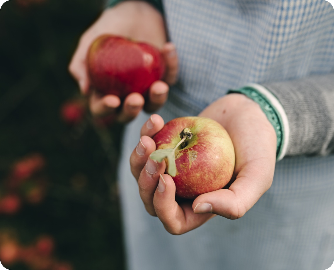 Person hält zwei frisch gepflückte Äpfel in den Hände.