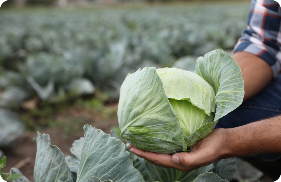 Person hält einen frisch geernteten Kohlkopf in der Hand.