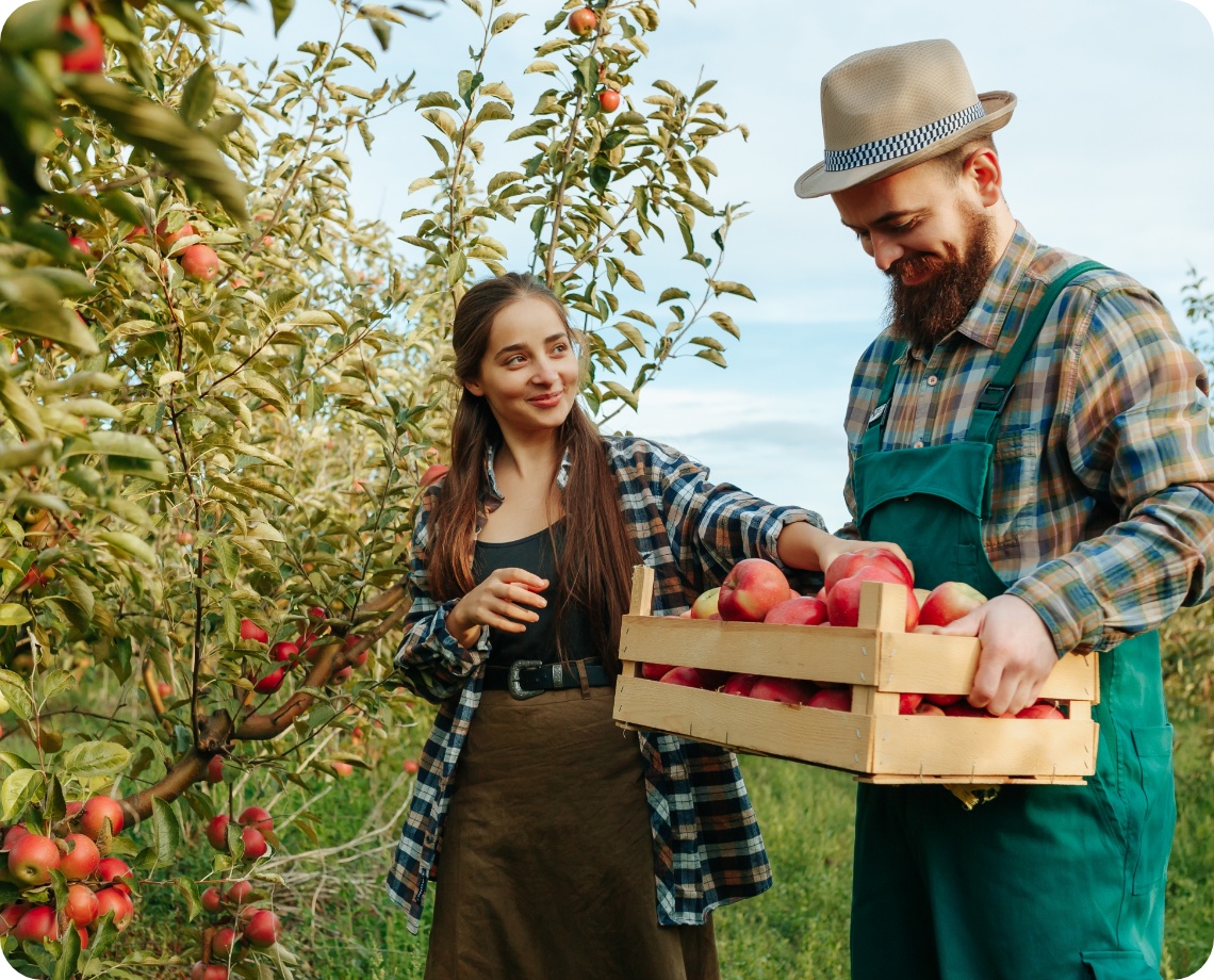 Mann und Frau ernten reife Äpfel von einem Baum und legen sie in eine Holzkiste.